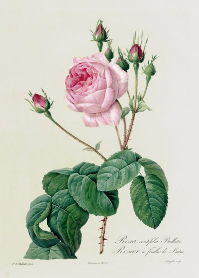 Rosa Centifolia Bullata, de 